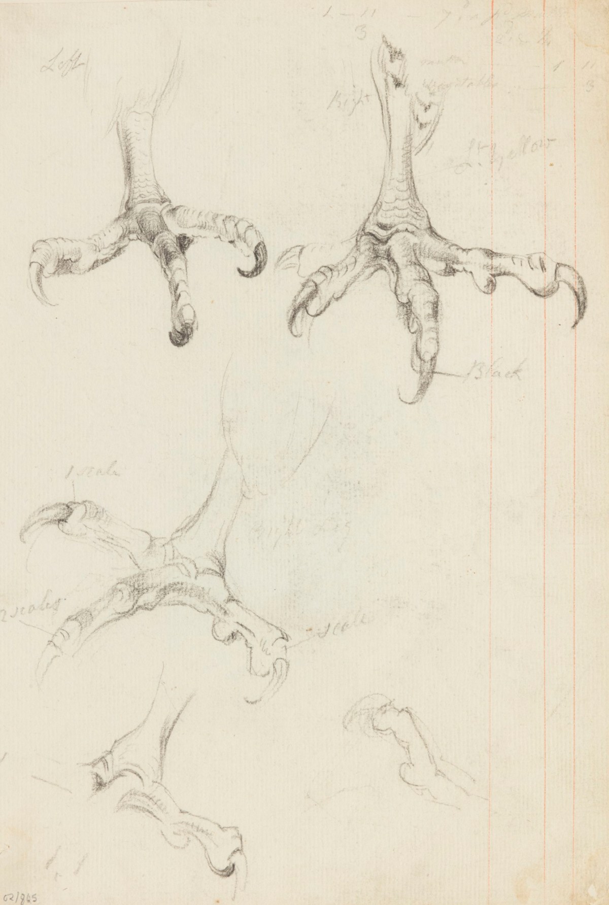 Philip Reinagle RA, Sheet of studies of a bird's claw