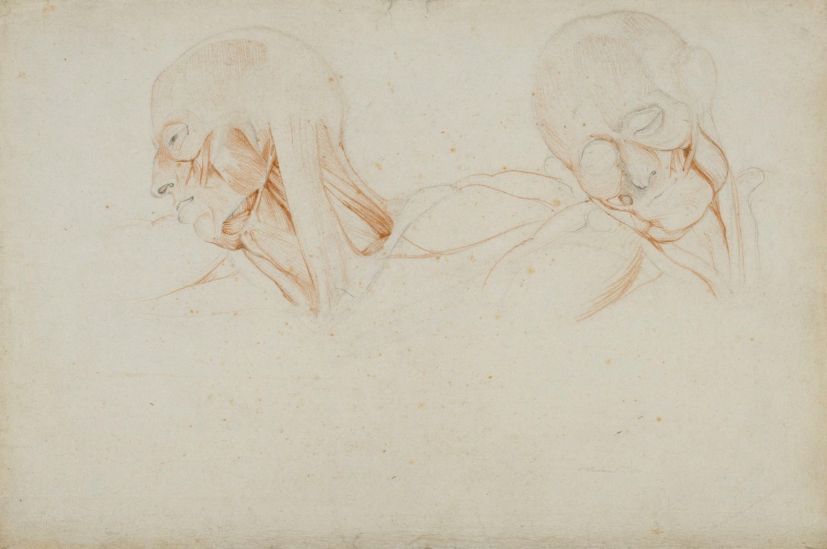 John Flaxman RA, Anatomical drawings of the muscles of the head, neck and shoulders