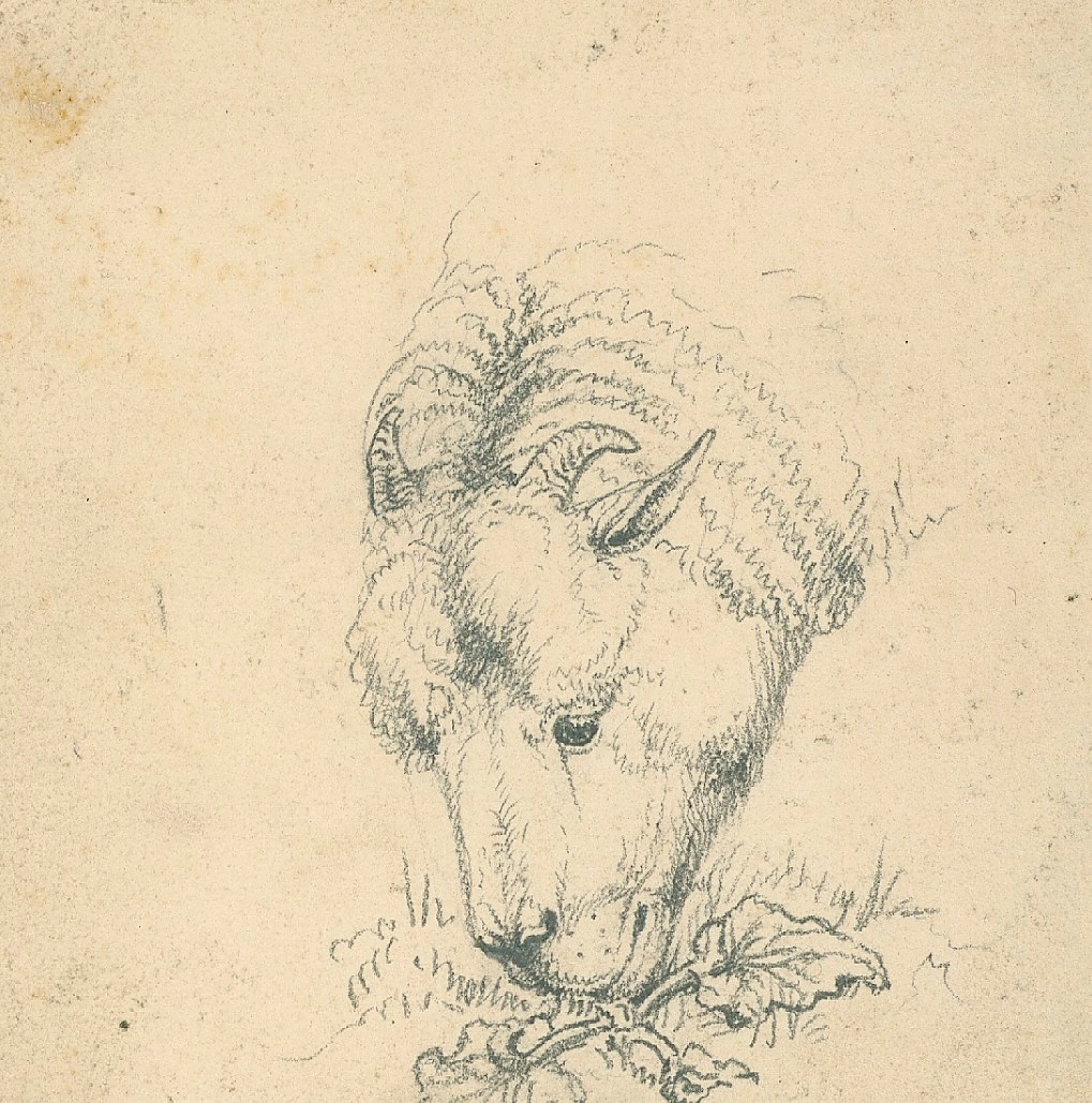 Sir Edwin Landseer RA, Head of a grazing sheep