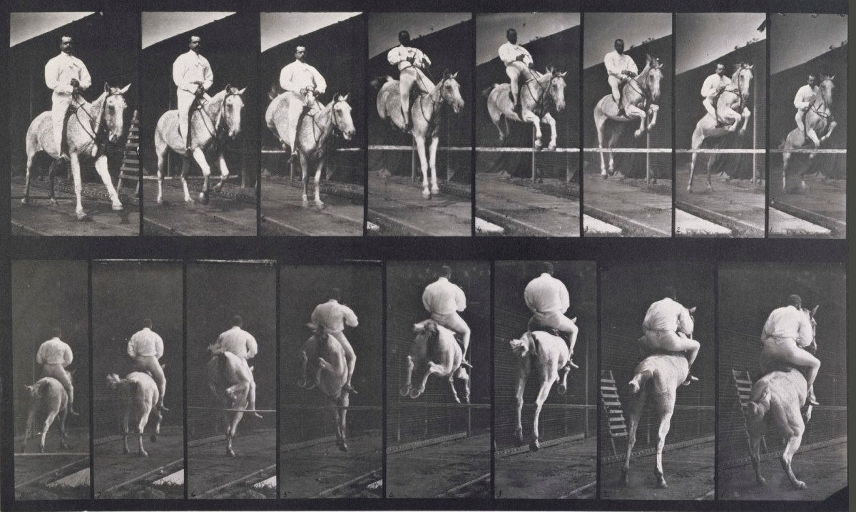 Eadweard Muybridge, Jumping a hurdle; saddle; clearing and landing; knocking over hurdle; rider 105; gray mare Pandora