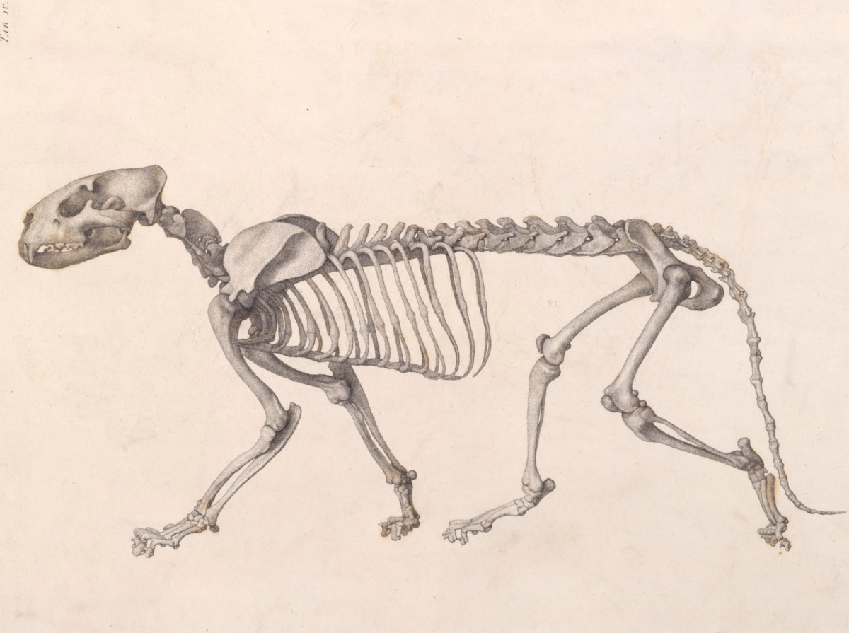 Анатомия тигра скелет