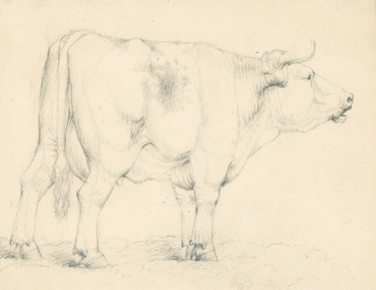 Sir Edwin Landseer RA, A cow - standing in profile