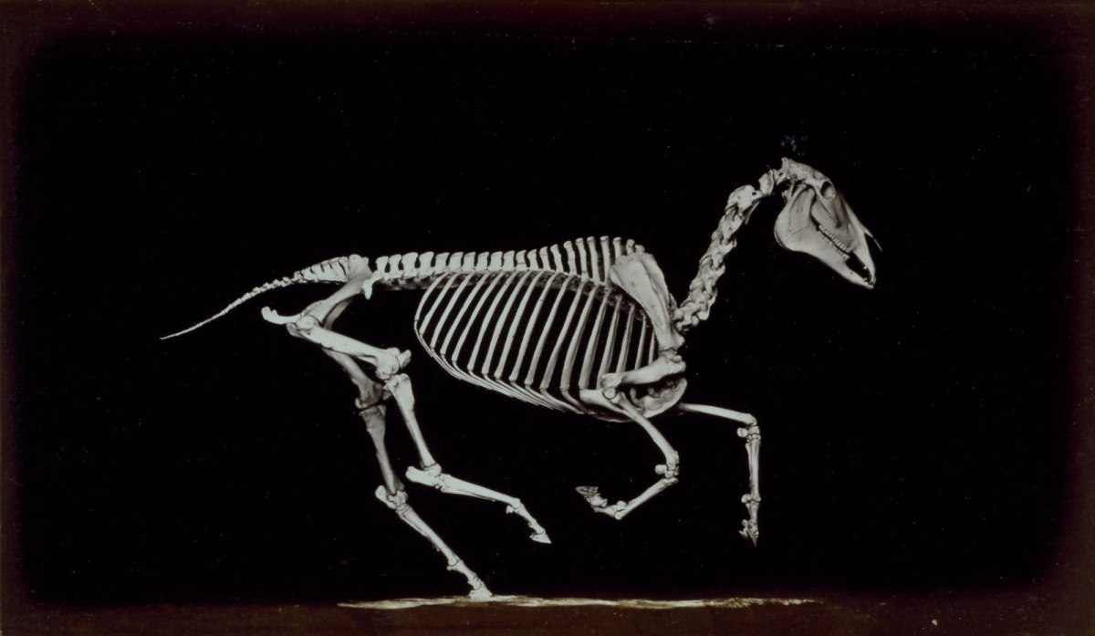 Eadweard Muybridge, Skeleton of horse, contact with the ground whilst running