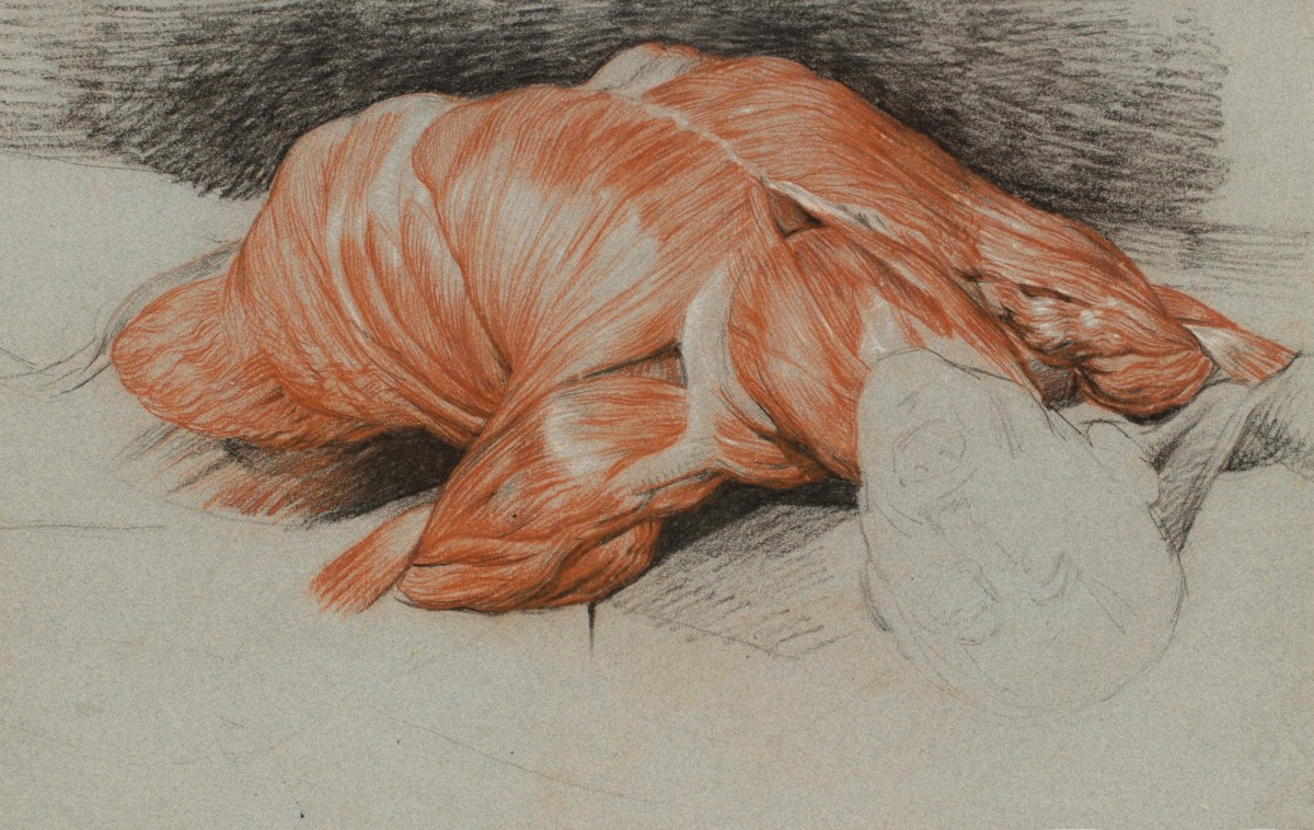 Sir Edwin Landseer RA, Anatomical study of a flayed cadaver