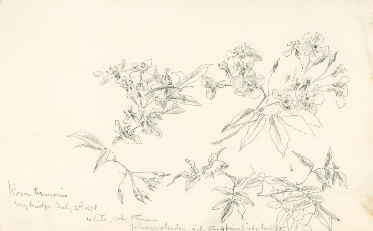 Alfred Parsons RA, Study of roses