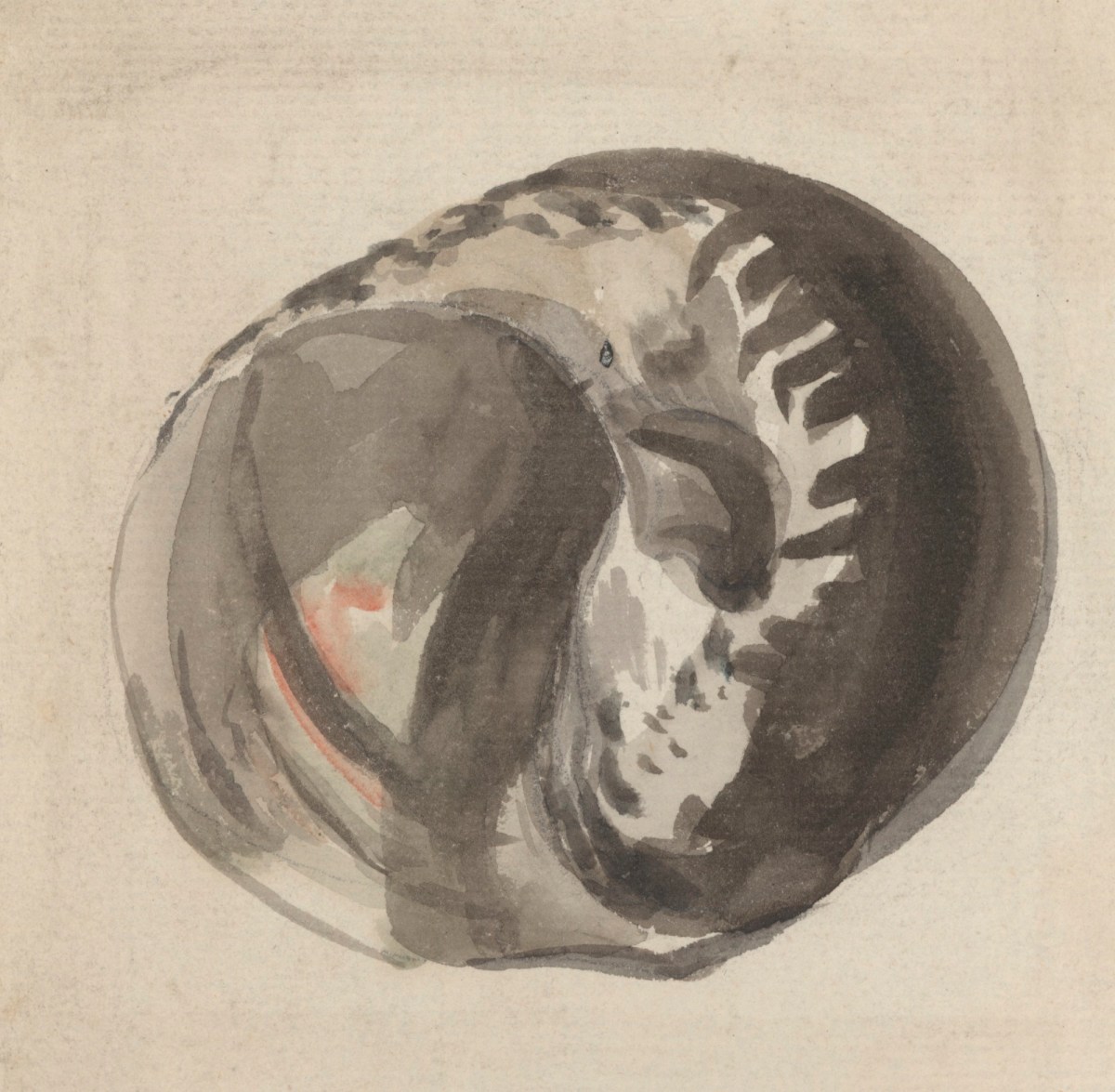 Philip Reinagle RA, A brown shell
