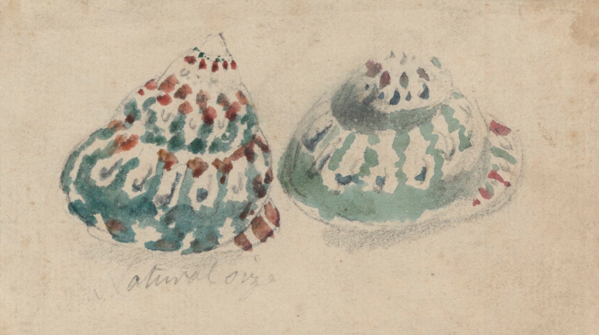 Philip Reinagle RA, Study of two Tectarius coronatus shells