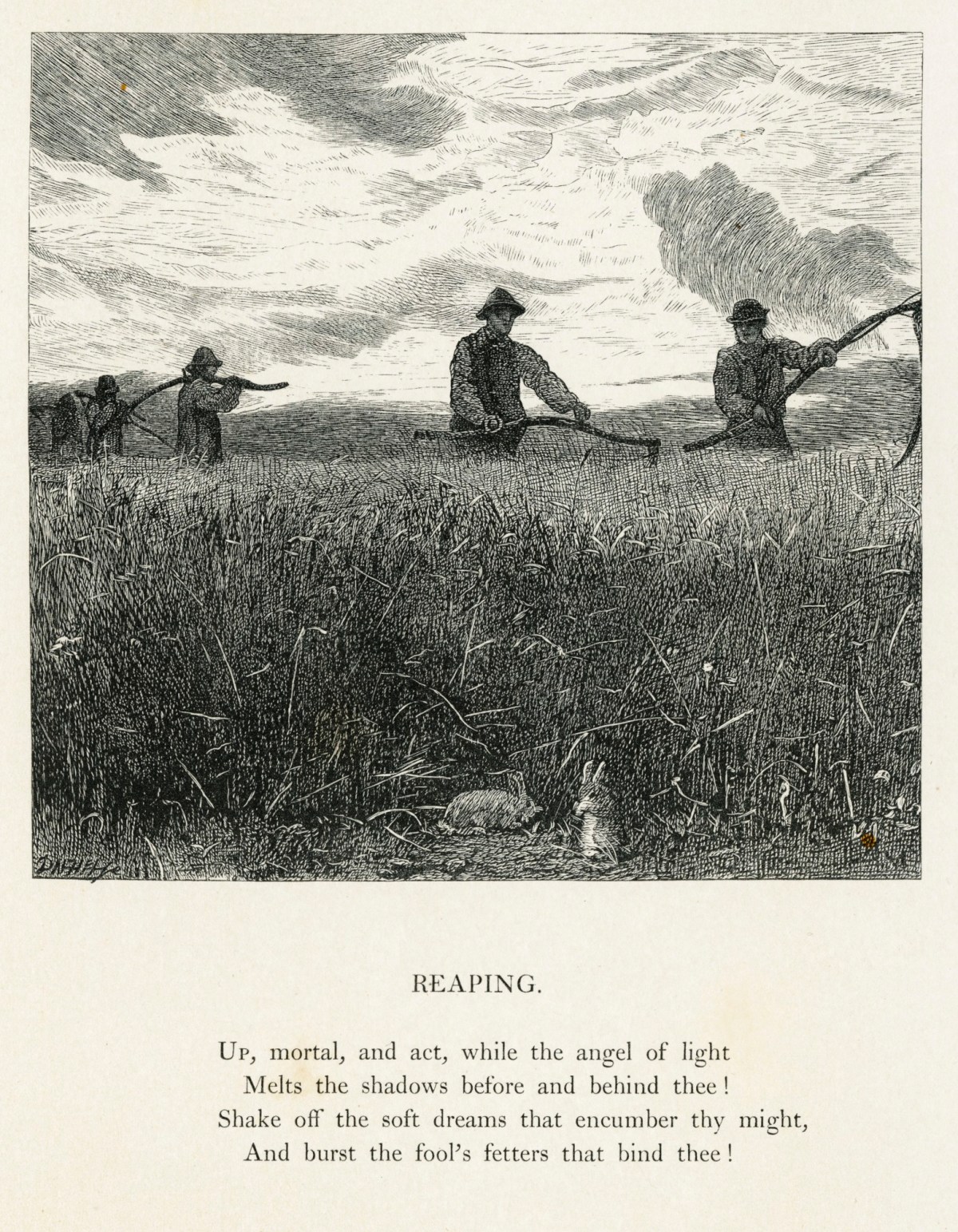 J.W. North ARA, Reaping