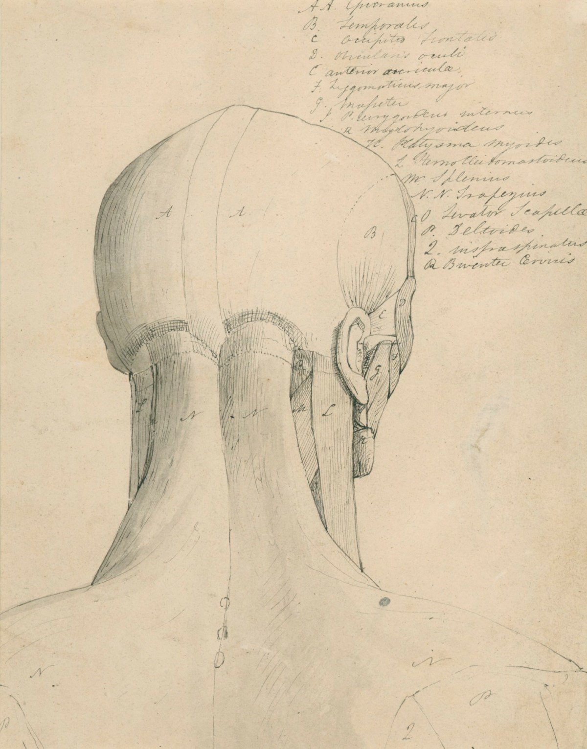 The Head and Neck Anatomy Drawing