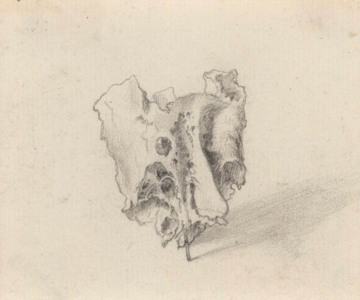 Jacob Schijnvoet, The os ethmoides, part of the skull, for William Cheselden's Osteographia