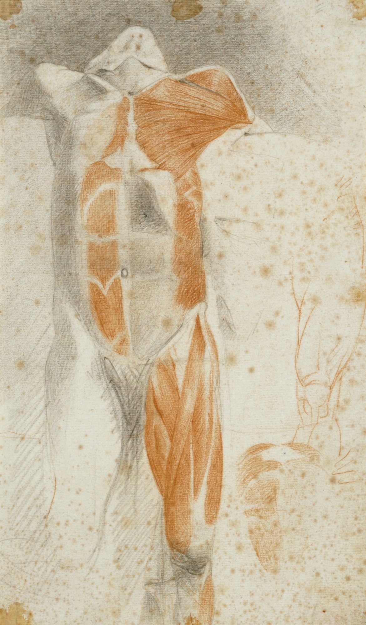 Benjamin Robert Haydon, Anatomical drawing of a cadaver