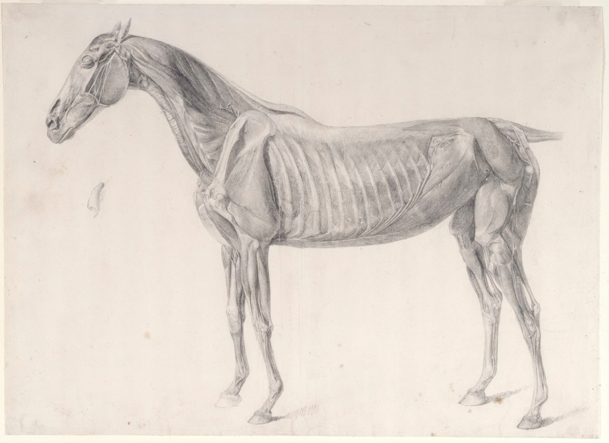 George Stubbs ARA, Finished study for 'The Third Anatomical Table of the Muscles ... of the Horse'