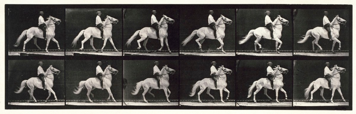 Eadweard Muybridge, Ambling, (single foot); bareback; white horse Clinton