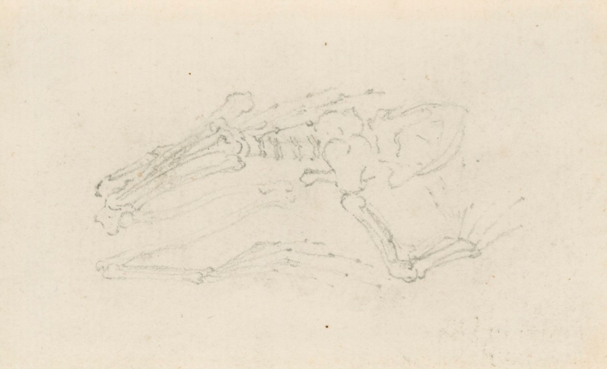 Jacob Schijnvoet, Study of a frog's skeleton, for Cheselden's Osteographia