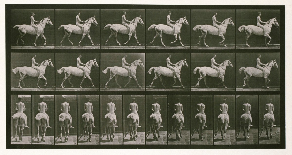 Eadweard Muybridge, Trotting; bare; rider 43, nude; light-gray horse Smith.