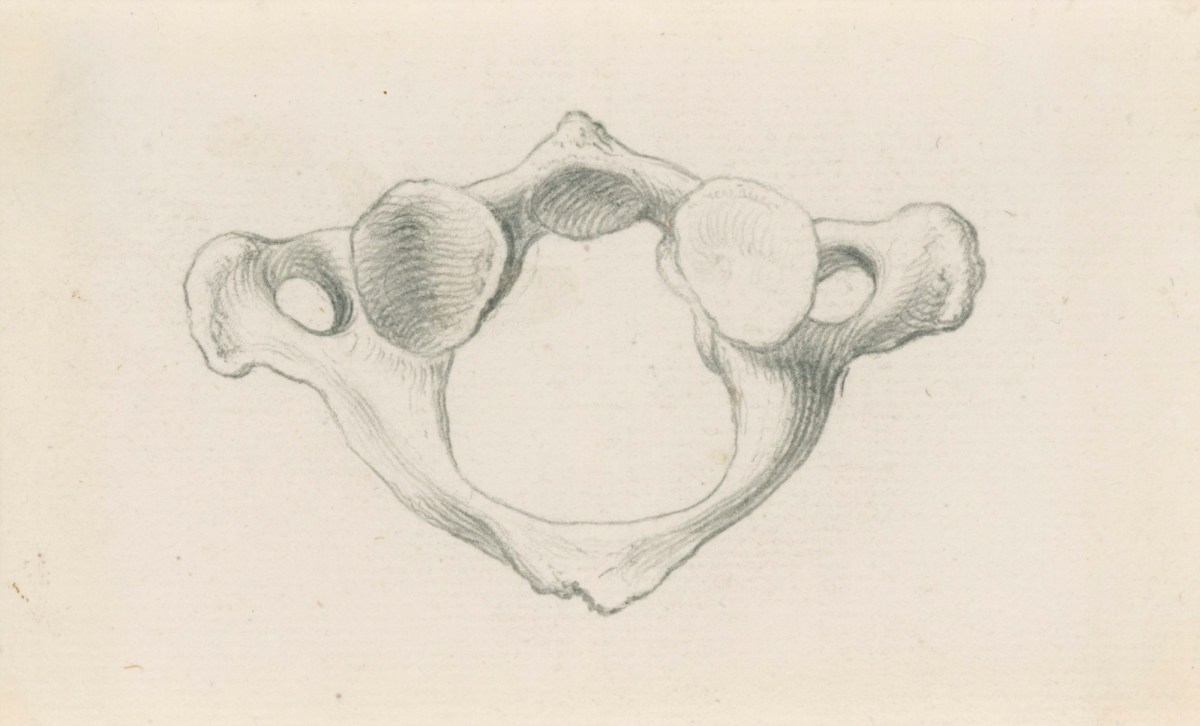 Jacob Schijnvoet, The underside of the first vertebra, for Cheselden's Osteographia