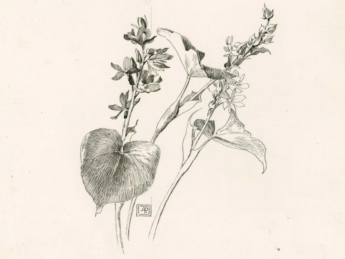Botanical Drawing Event Royal Academy Of Arts