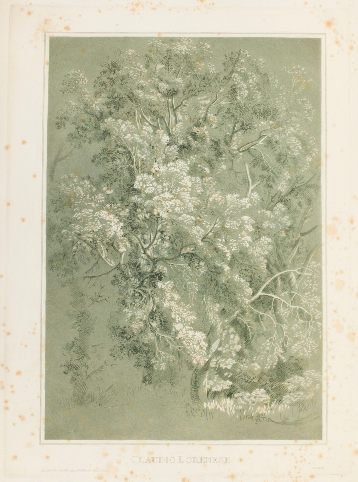 Frederick Christian Lewis Snr., 'A study of a three from nature' after a drawing attributed to Claude Lorrain