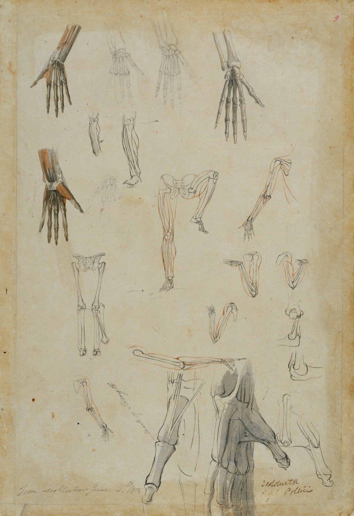 Benjamin Robert Haydon, A sheet of various anatomical drawings
