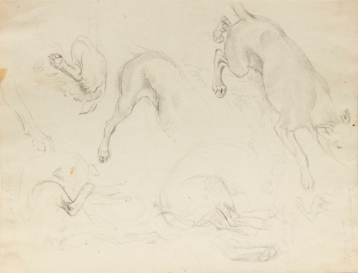 Philip Reinagle RA, Sheet of drawings of dogs