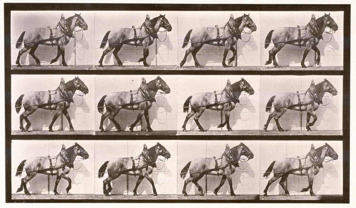 Eadweard Muybridge, Hauling; dark-gray Belgian horse Billy