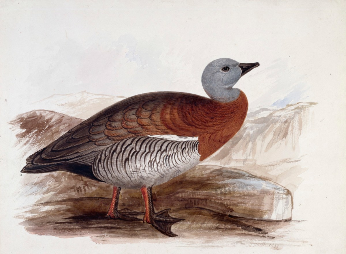 John Halphead Smith, A goose, probably an Ashy-headed Goose, in profile