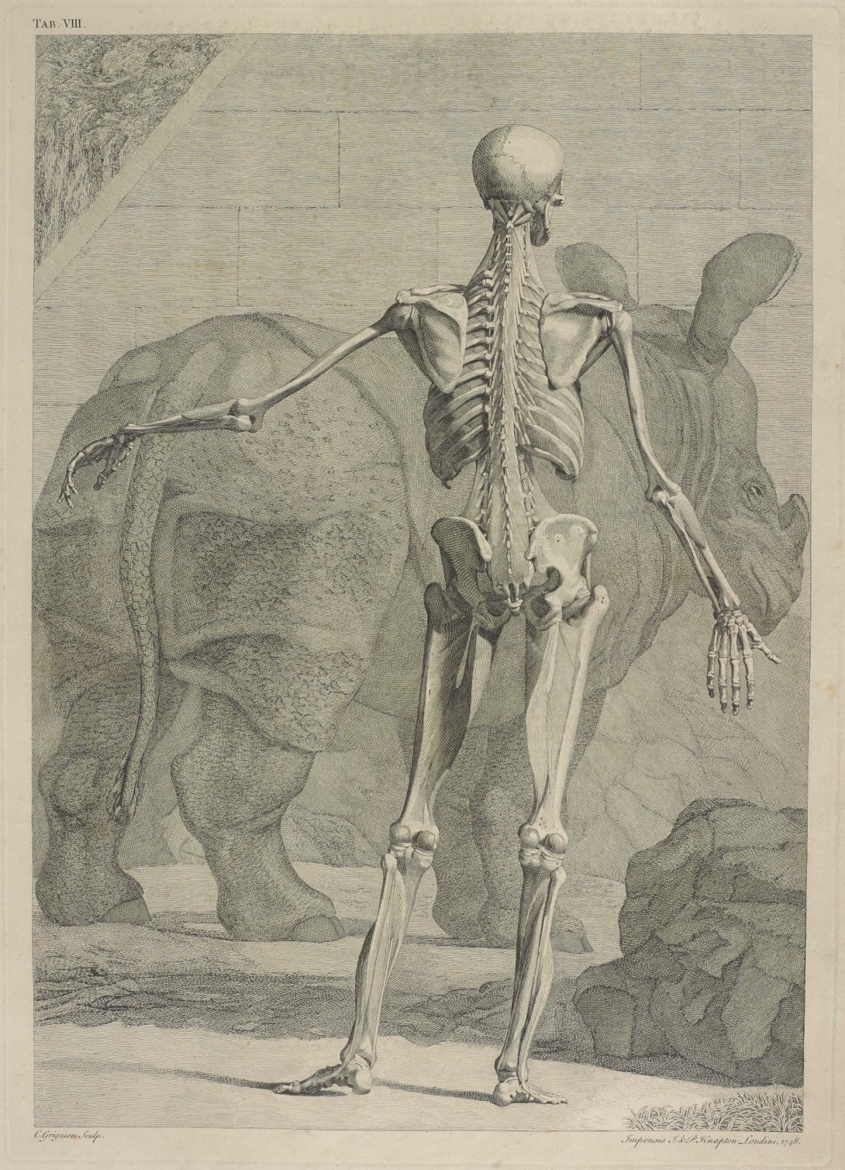 John Knapton and Paul Knapton, Plate 8: Internal muscles of a body (back) and Clara the rhinoceros