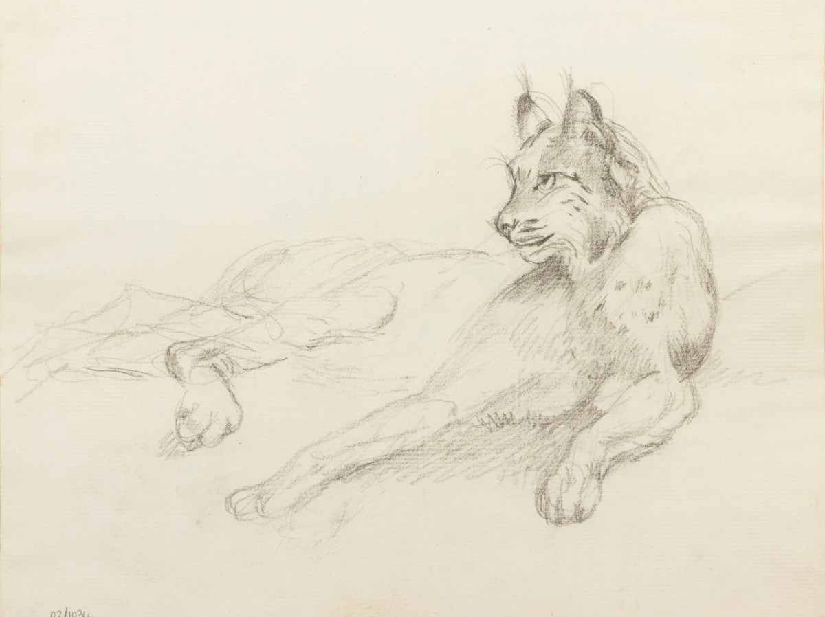 Philip Reinagle RA, Lynx