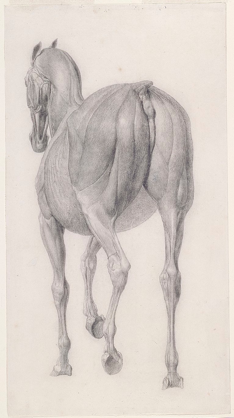 George Stubbs ARA, Finished study for 'The Twelfth Anatomical Table of the Muscles ... of the Horse'