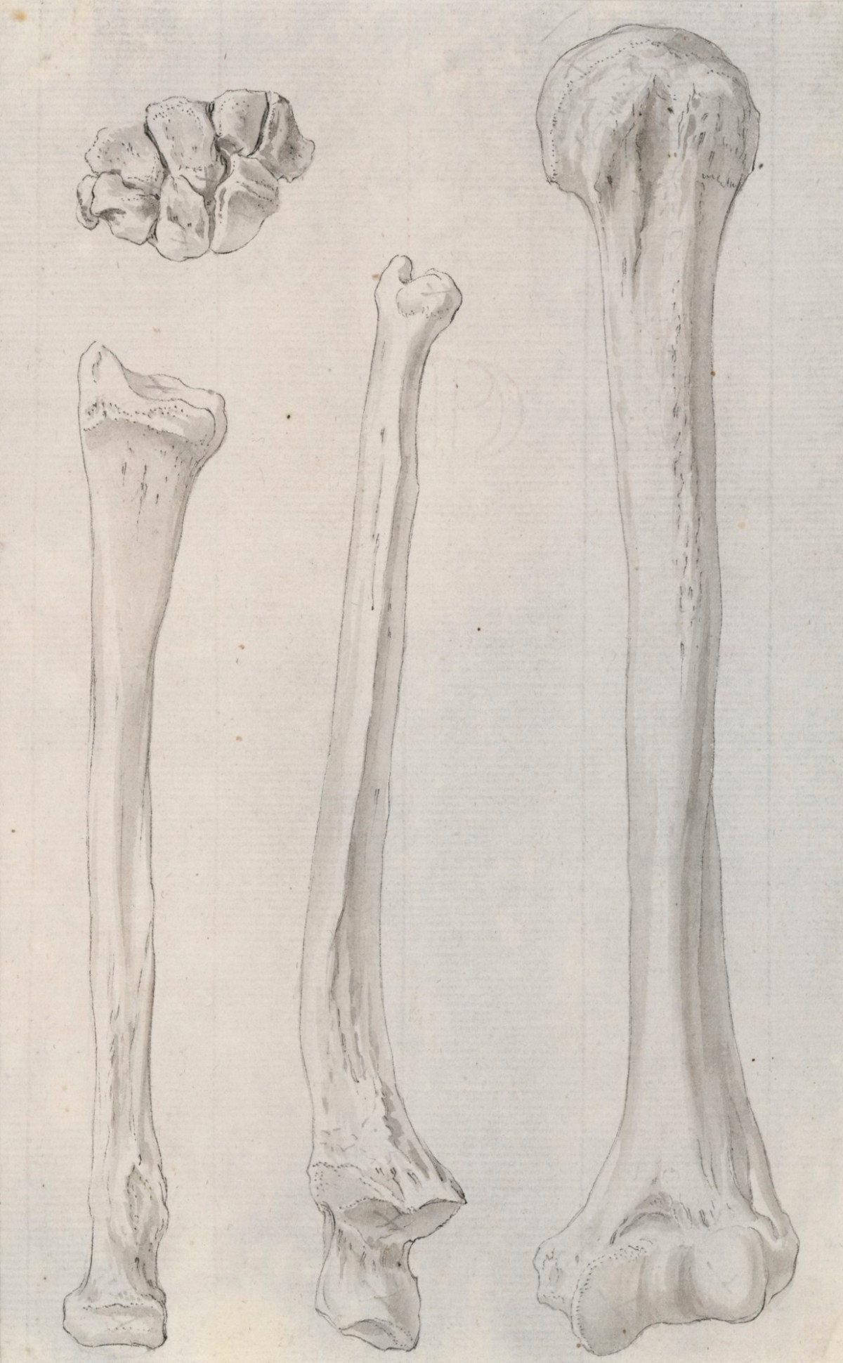 Gerard van der Gucht, Studies of the bones of the legs, relating to Cheselden's Osteographia