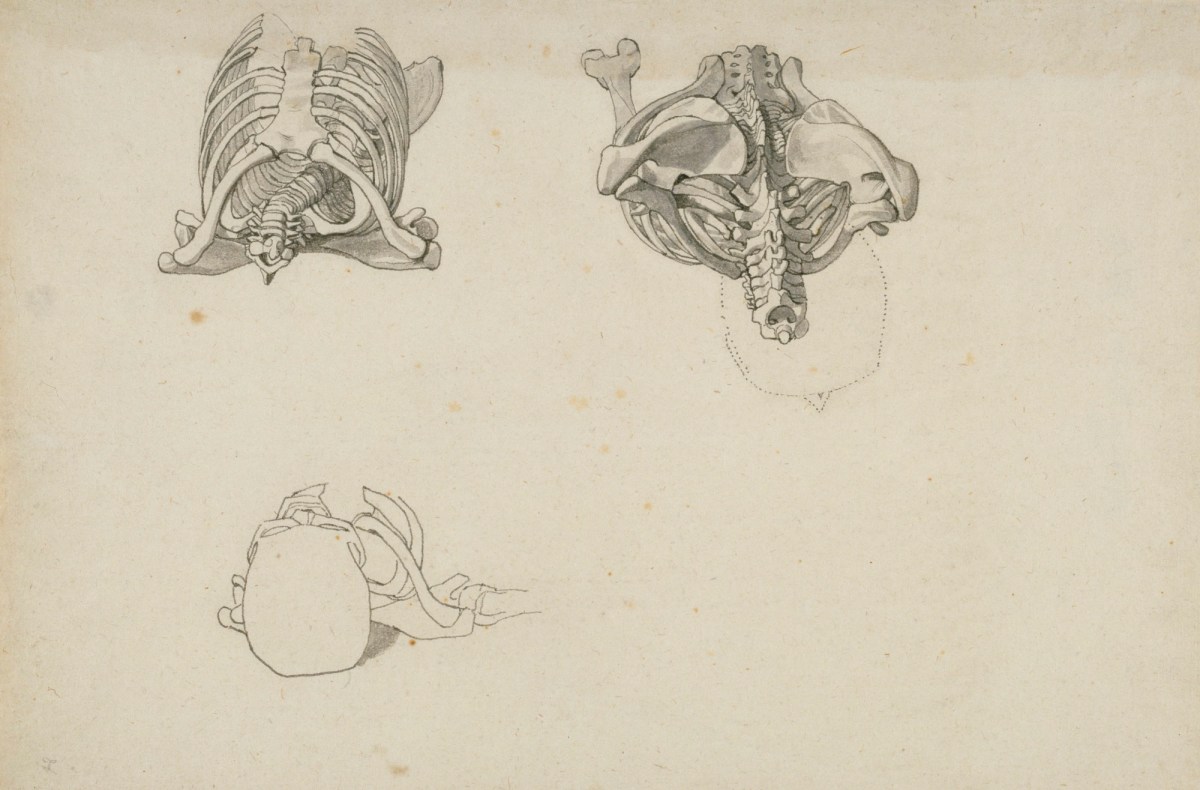 John Flaxman RA, Anatomical drawings of the bones of the ribcage and vertebrae