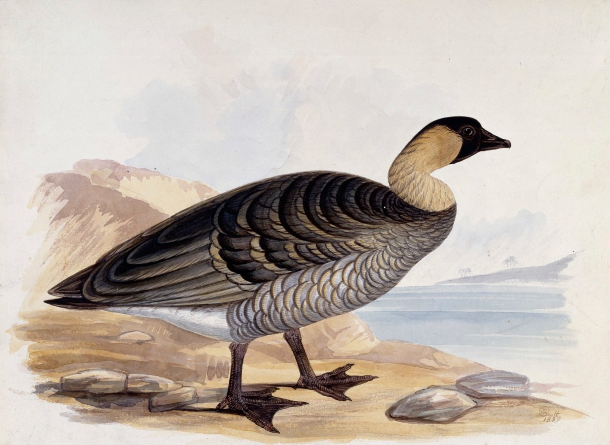 John Halphead Smith, A waterfowl in profile