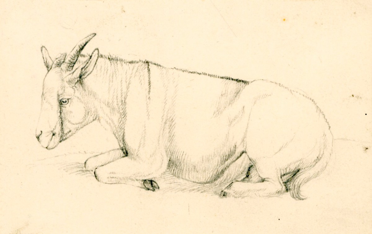 Sir Edwin Landseer RA, A goat lying down