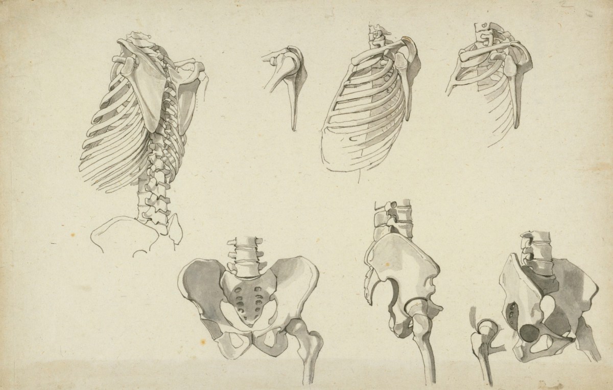 Anatomical Drawings Of The Bones Of The Ribcage And Pelvis Works Of