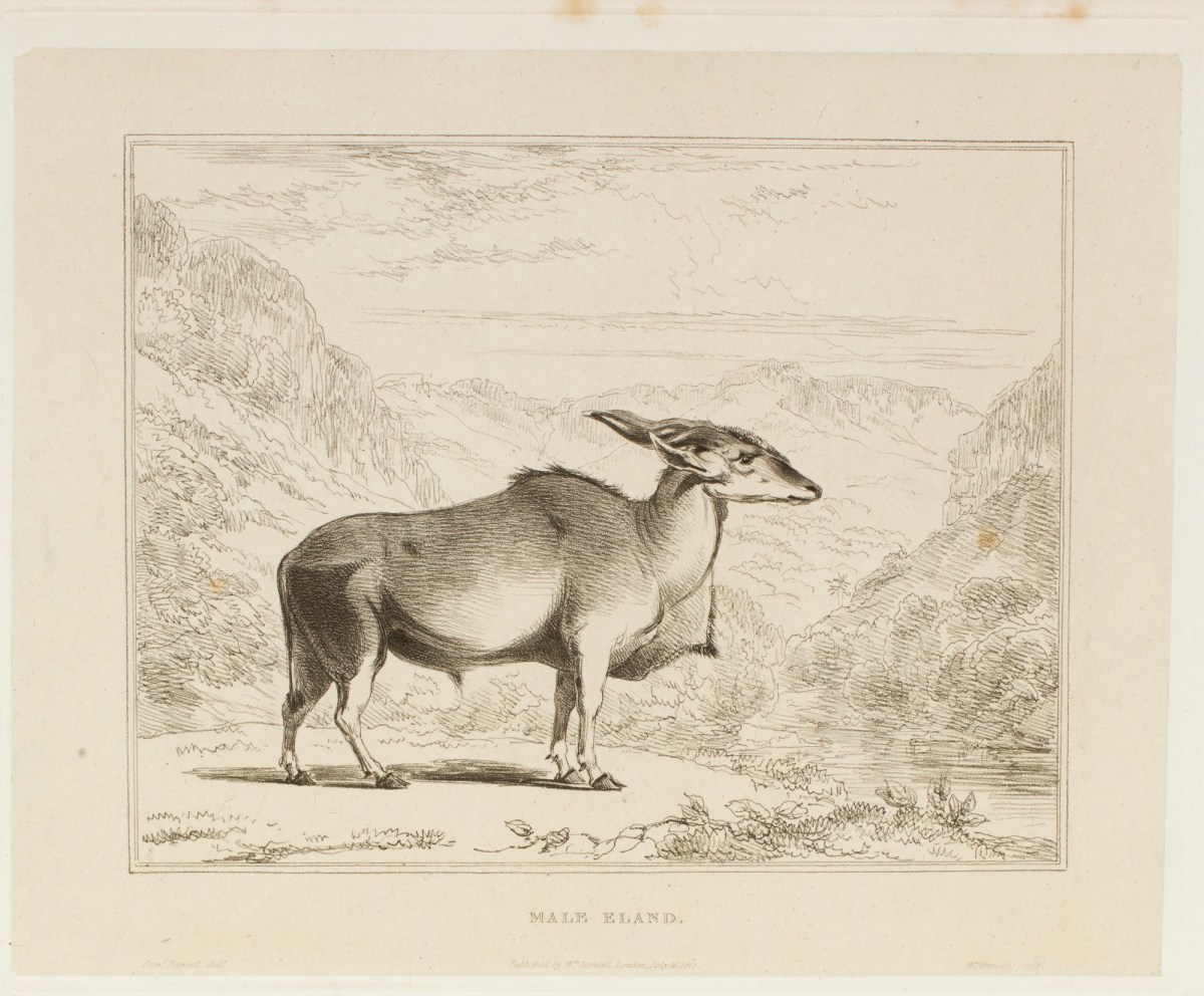 Samuel Daniell, The male Eland