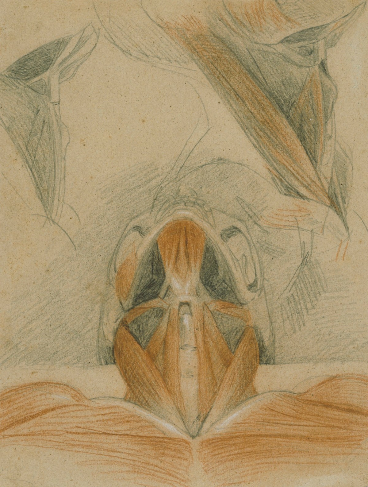Benjamin Robert Haydon, Anatomical drawings of the throat of a cadaver