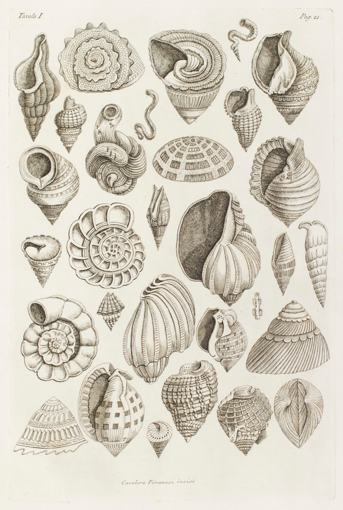 Giovanni Battista Piranesi, Different shells thought to inspire the forms of Etruscan vases