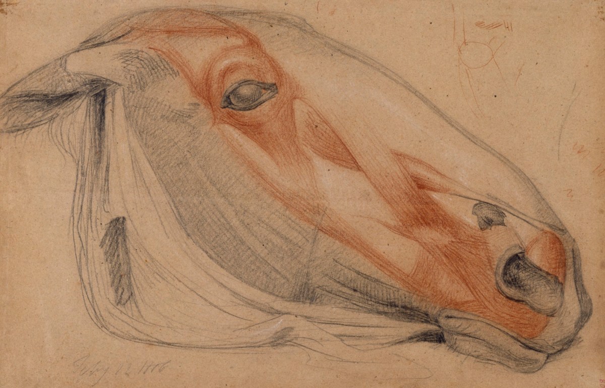Benjamin Robert Haydon, Anatomical study of a horse's head