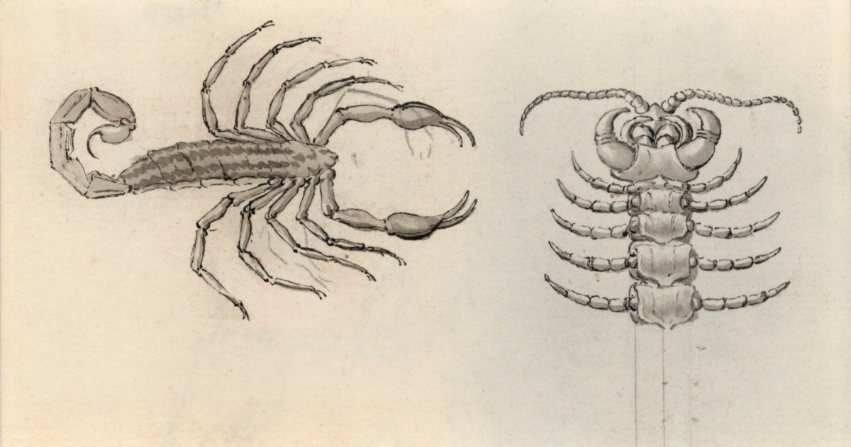 Jacob Schijnvoet, Drawings of a scorpion and its skeleton, relating to Cheselden's Osteographia