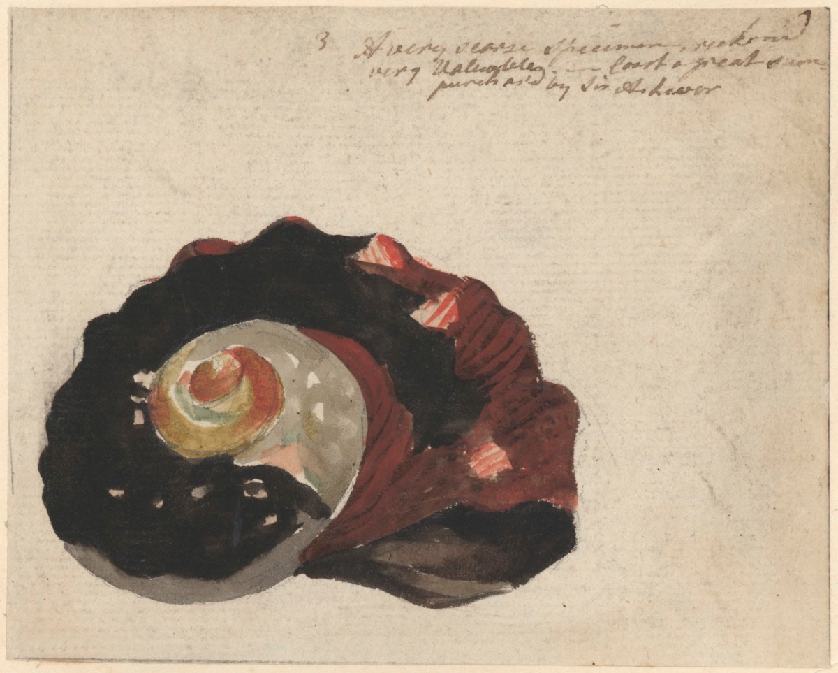 Philip Reinagle RA, A black and red shell
