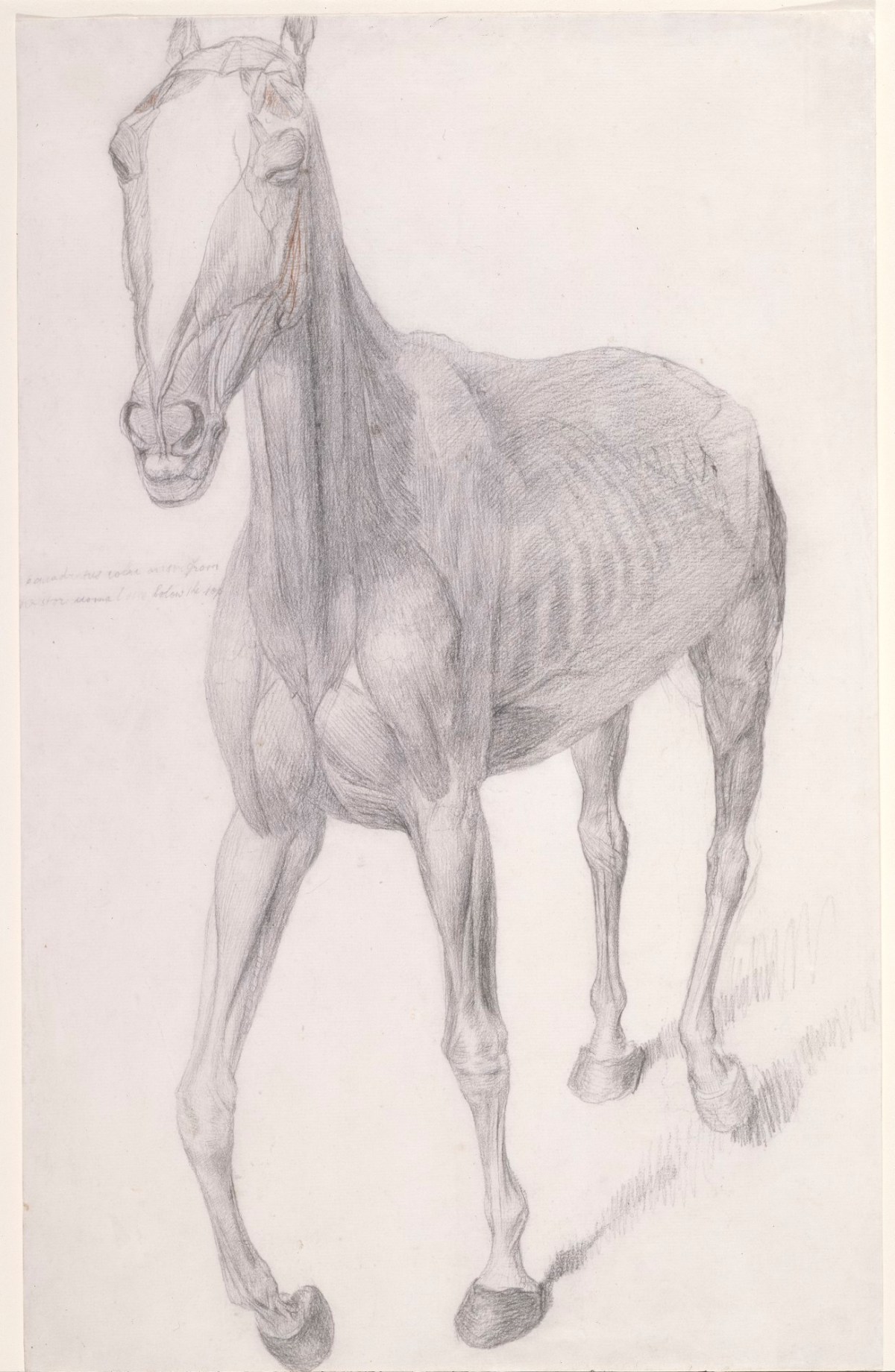 George Stubbs ARA, Working drawing for 'The Seventh Anatomical Table of the Muscles ... of the Horse'