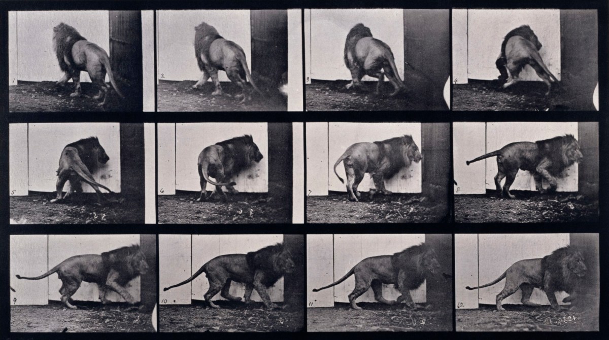 Eadweard Muybridge, Lion walking, turning around