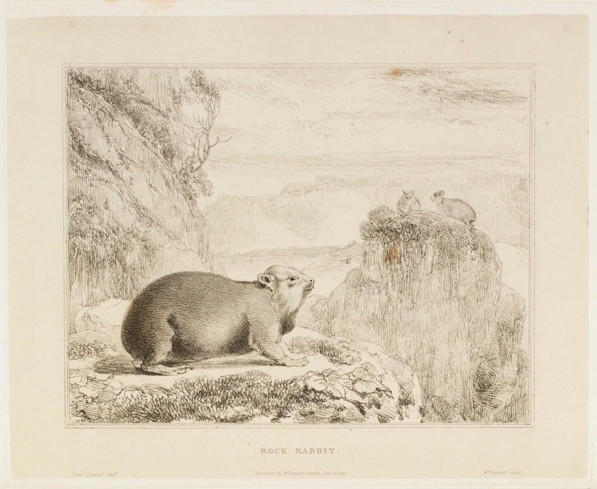 Samuel Daniell, The rock rabbit