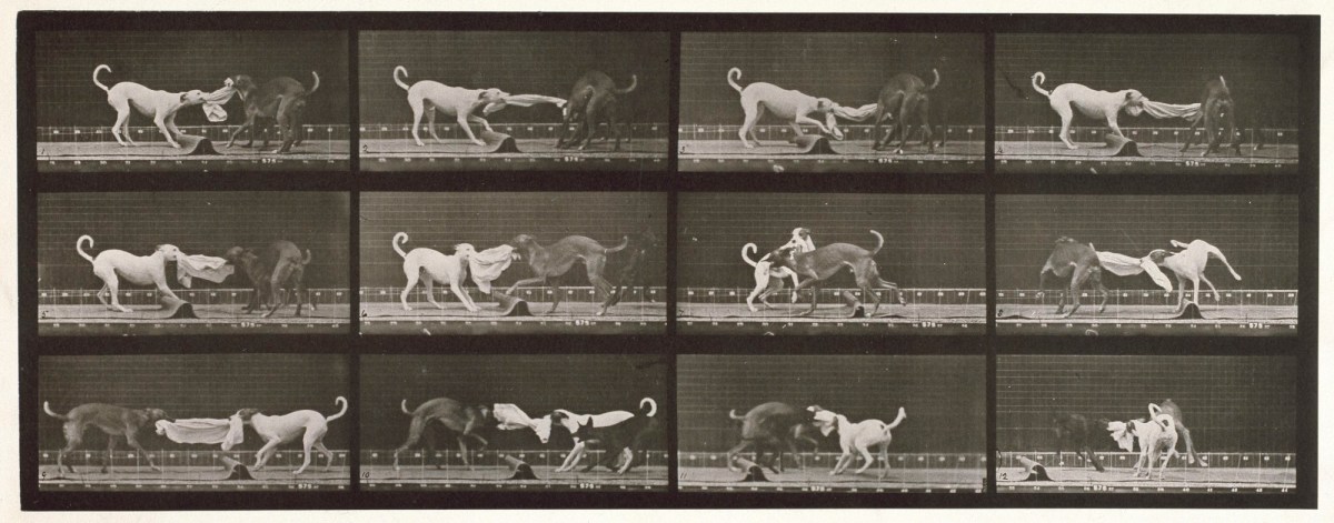 Eadweard Muybridge, Dogs; three; tugging at a towel Ike, Maggie etc.