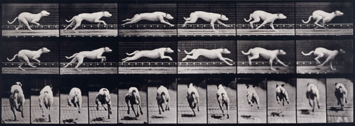 Eadweard Muybridge, Dog; galloping; white racing hound Maggie