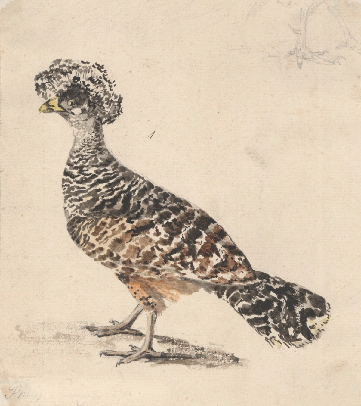 Philip Reinagle RA, A peahen or Bare-Faced Currassow