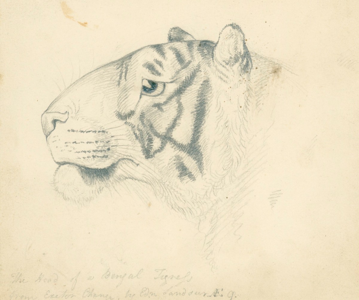 Sir Edwin Landseer RA, Head of a tigress from the Exeter Exchange