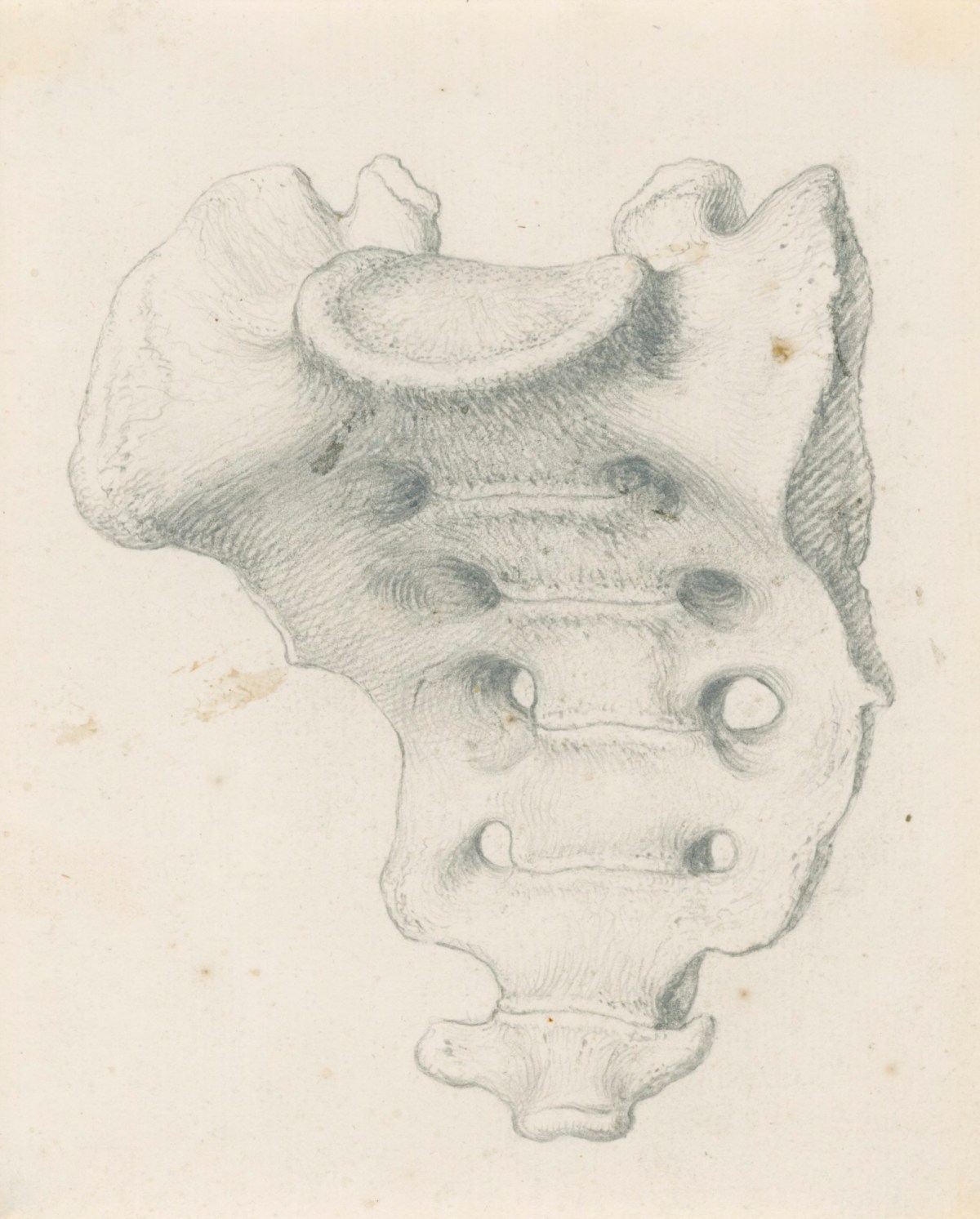 Gerard van der Gucht, The foreside of the os sacrum, for Cheselden's Osteographia