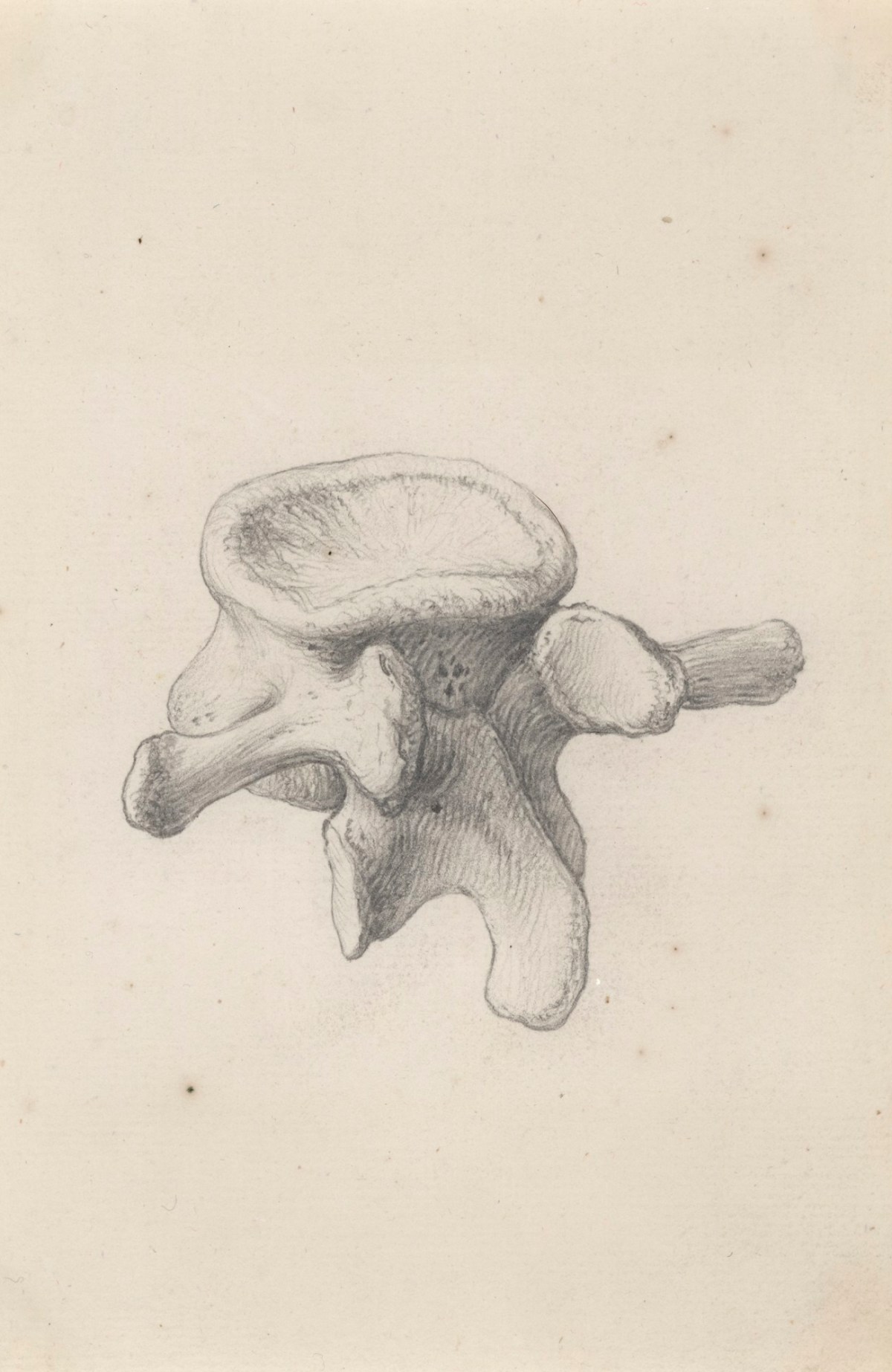 Jacob Schijnvoet, The third lower vertebra, for Cheselden's Osteographia