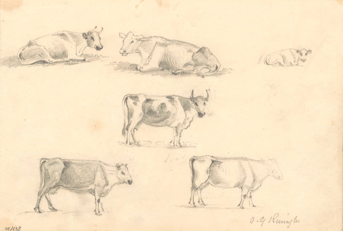 Oriana Georgiana Reinagle, Studies of cattle